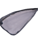 Handmade Pinna Shell White Ceramic Plate